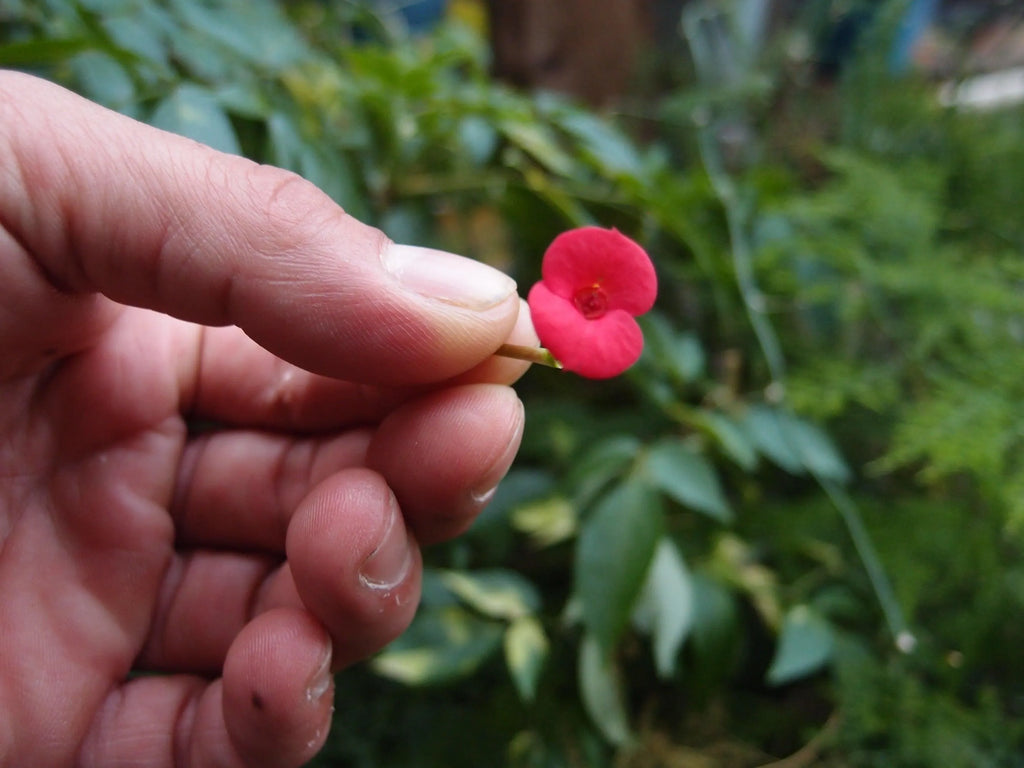 Silver Pendant - Poppy - Lg Sun