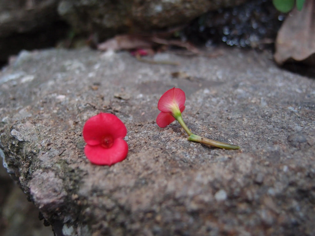 Silver Pendant - Poppy - Lg Sun